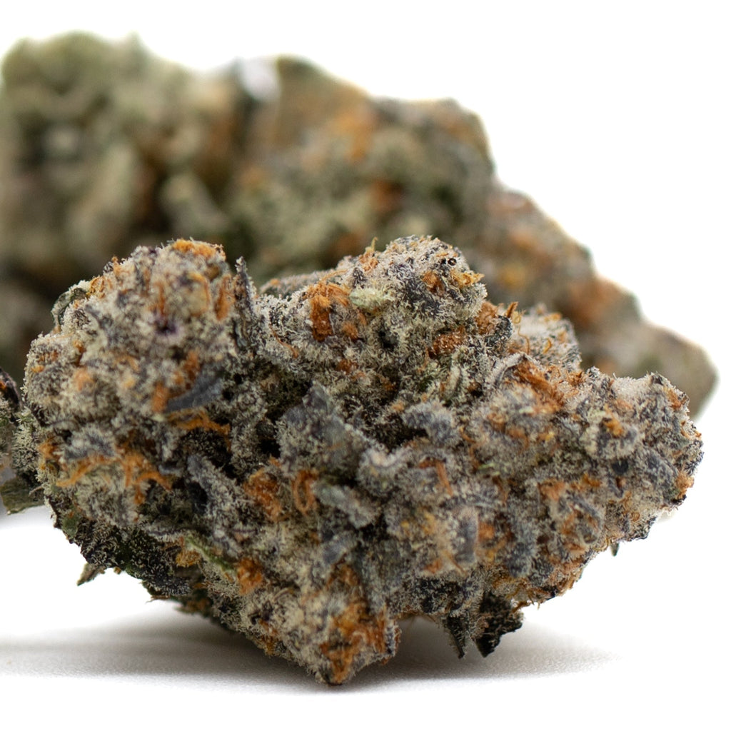 Dense Astroboy Indoor THCa Flower buds with vibrant orange hairs