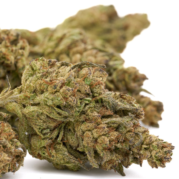 Dried cannabis buds of Chimera THCa Hemp Flower showcasing White Truffle strain