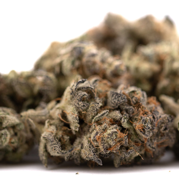 Dense cannabis buds with orange hairs from Garlic OG’s THCA flower hemp flower product