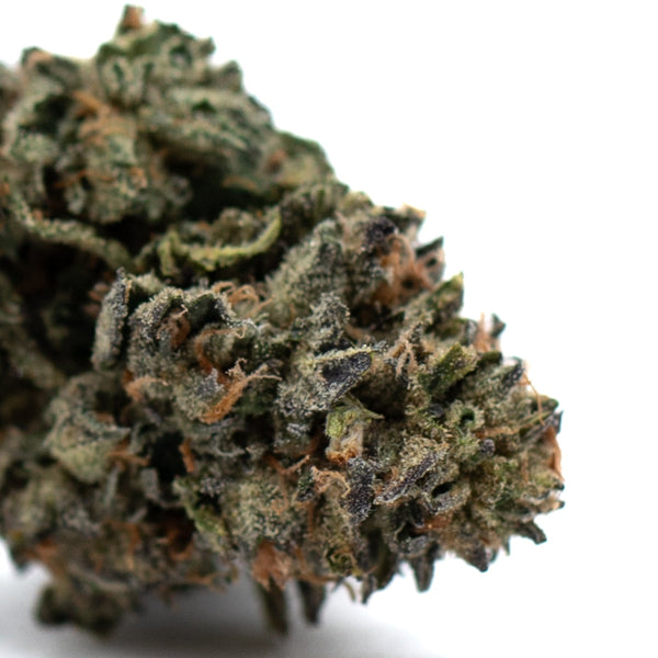 Dense cannabis flower bud of Gas Indoor THCa Flower showcasing premium indoor THCa