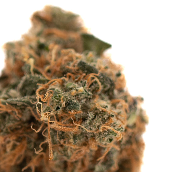 Dense Gelato Mints THCa flower bud with orange hairs, premium hemp flower product