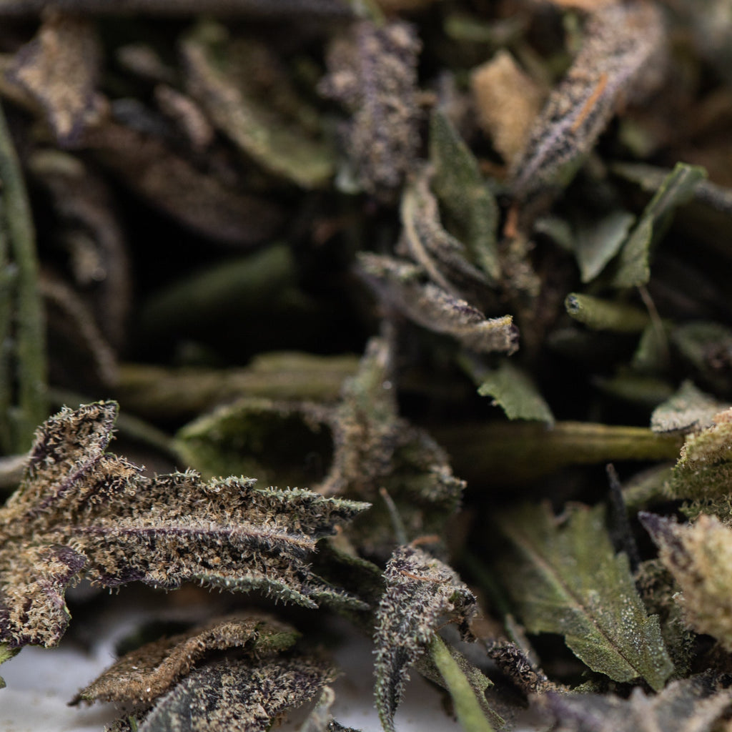 Halle Berry THCa trim with white trichomes and green leaves