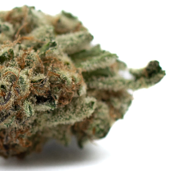 Dense Hash Man Indoor THCa Flower bud featuring prominent trichomes and rich texture