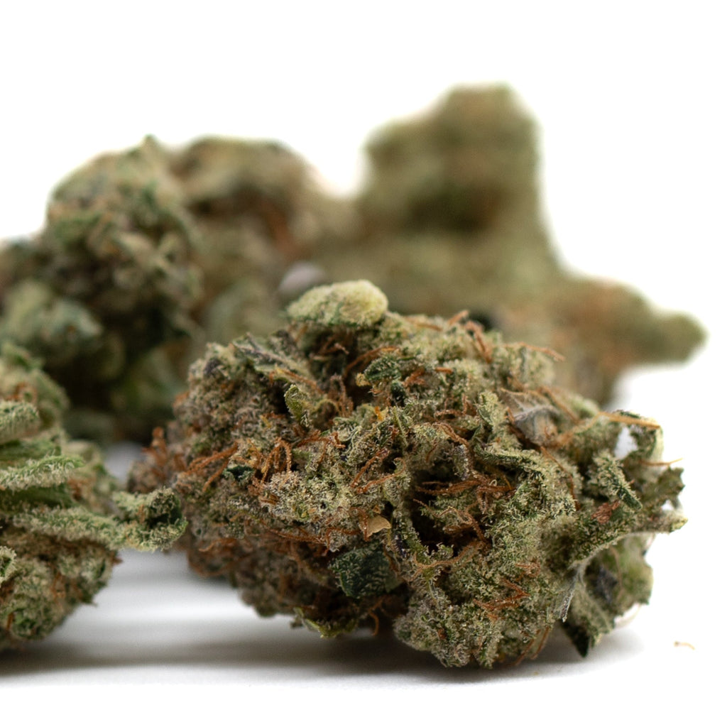 Dried cannabis buds of Hash Man Indoor THCa Flower rich in aroma and potency