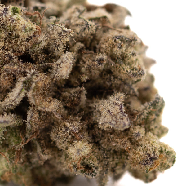 Premium Money Ball THCa hemp flower bud with dense trichomes